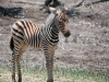 zebra-foal